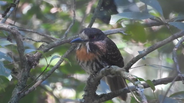 White-whiskered Puffbird - ML621885325