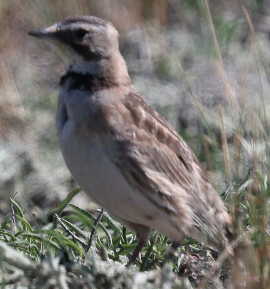 Horned Lark - burton balkind