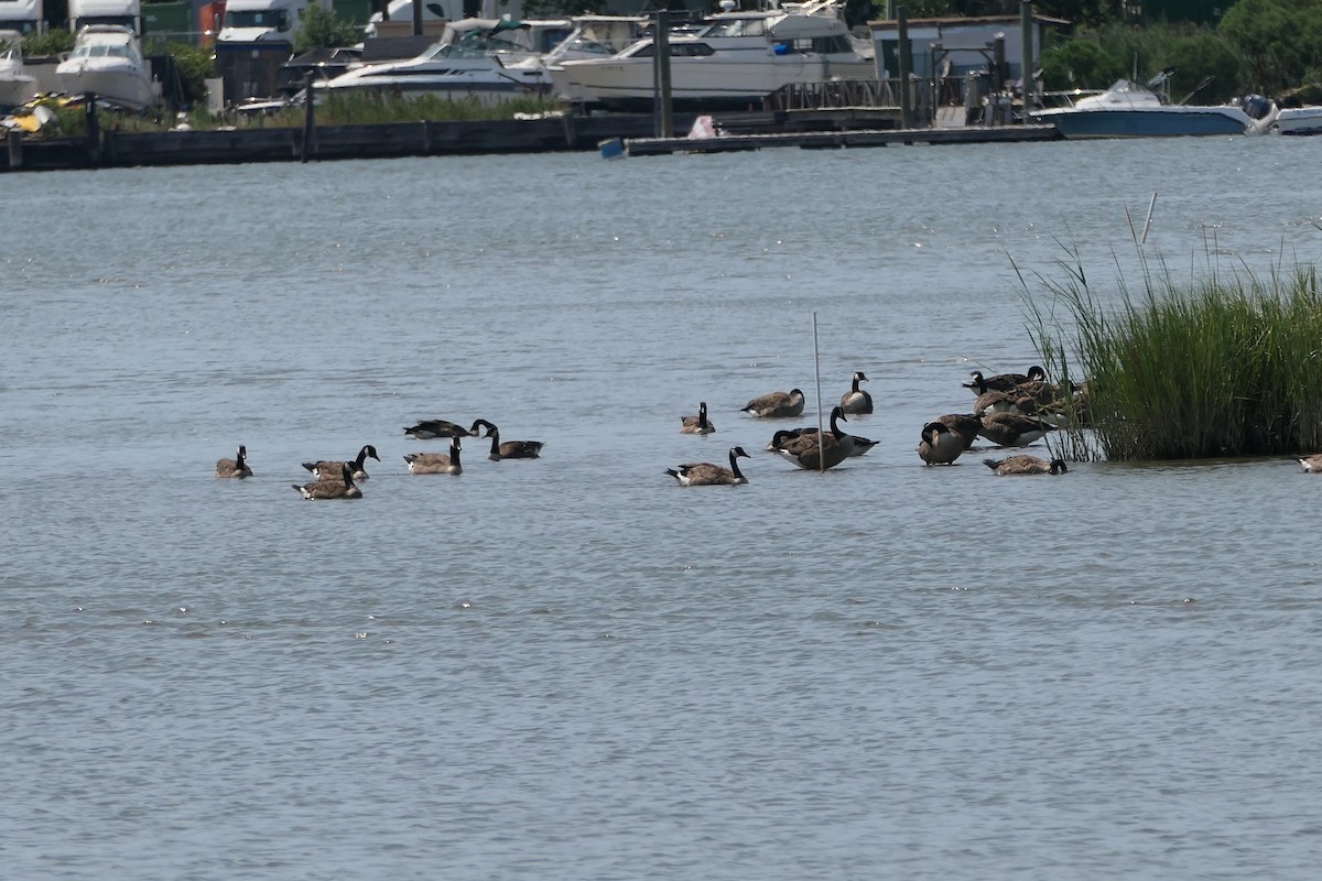 Canada Goose - ML621885352