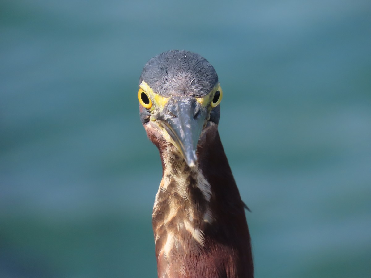 Green Heron - ML621885354