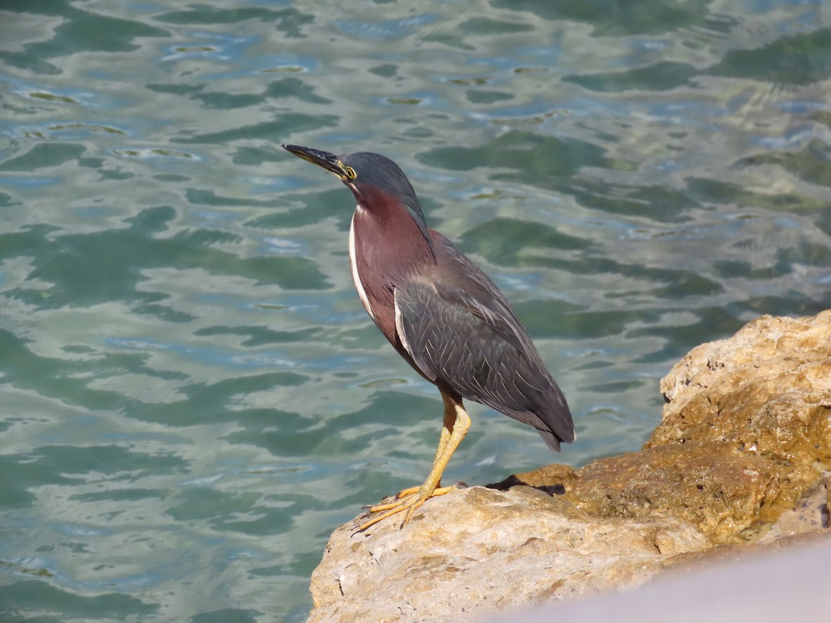 Green Heron - ML621885355