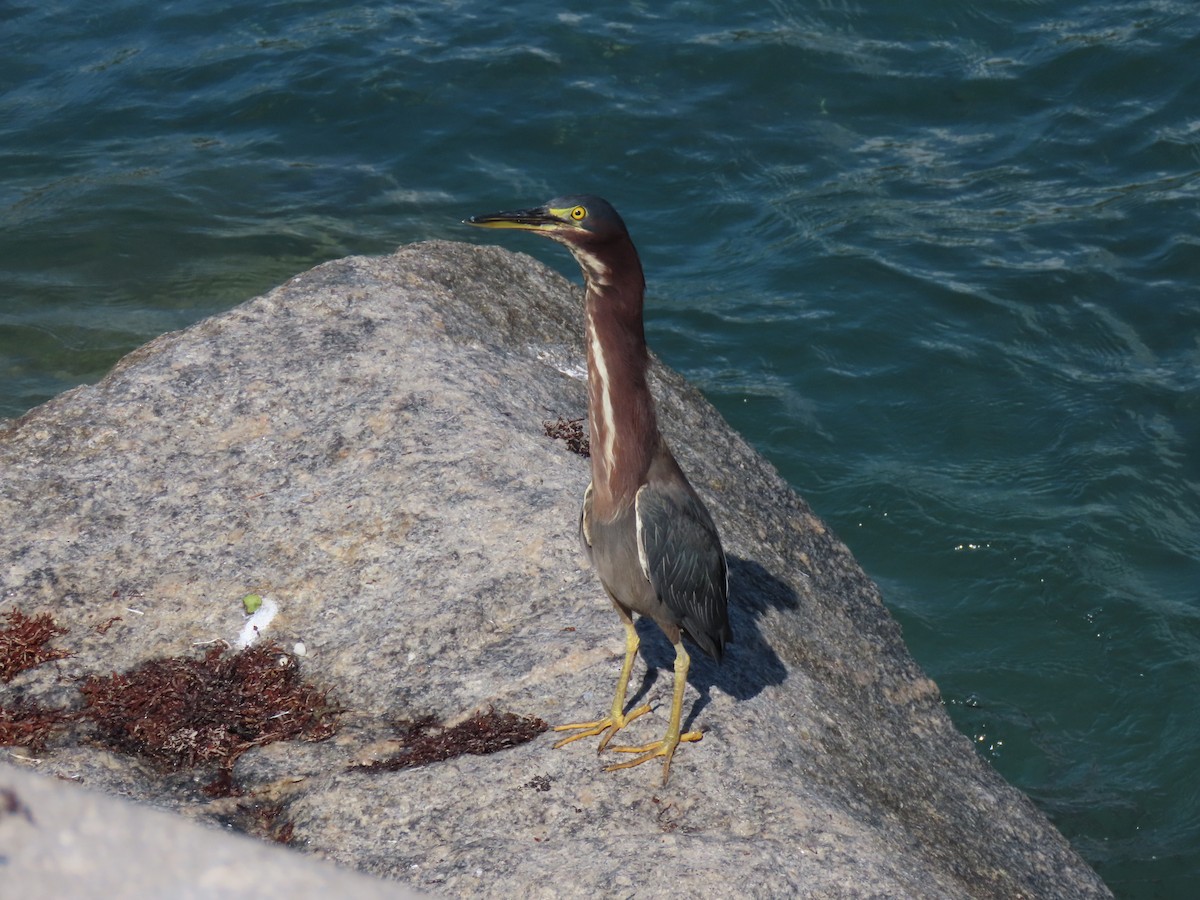 Green Heron - ML621885357