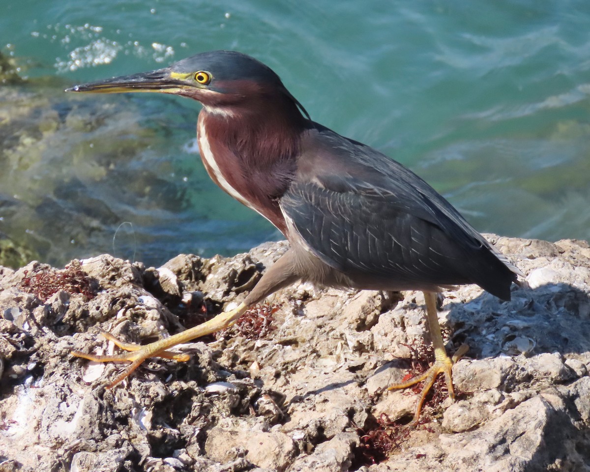 Green Heron - ML621885358