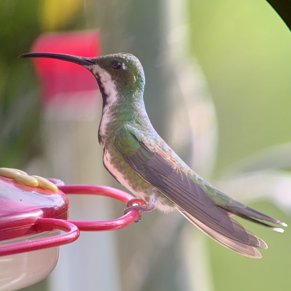 Black-throated Mango - ML621885360