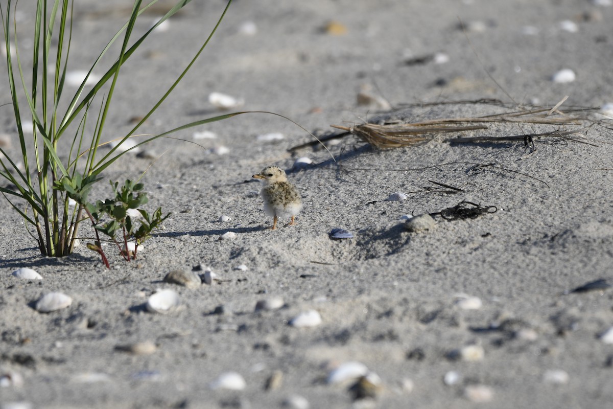 Least Tern - ML621885361