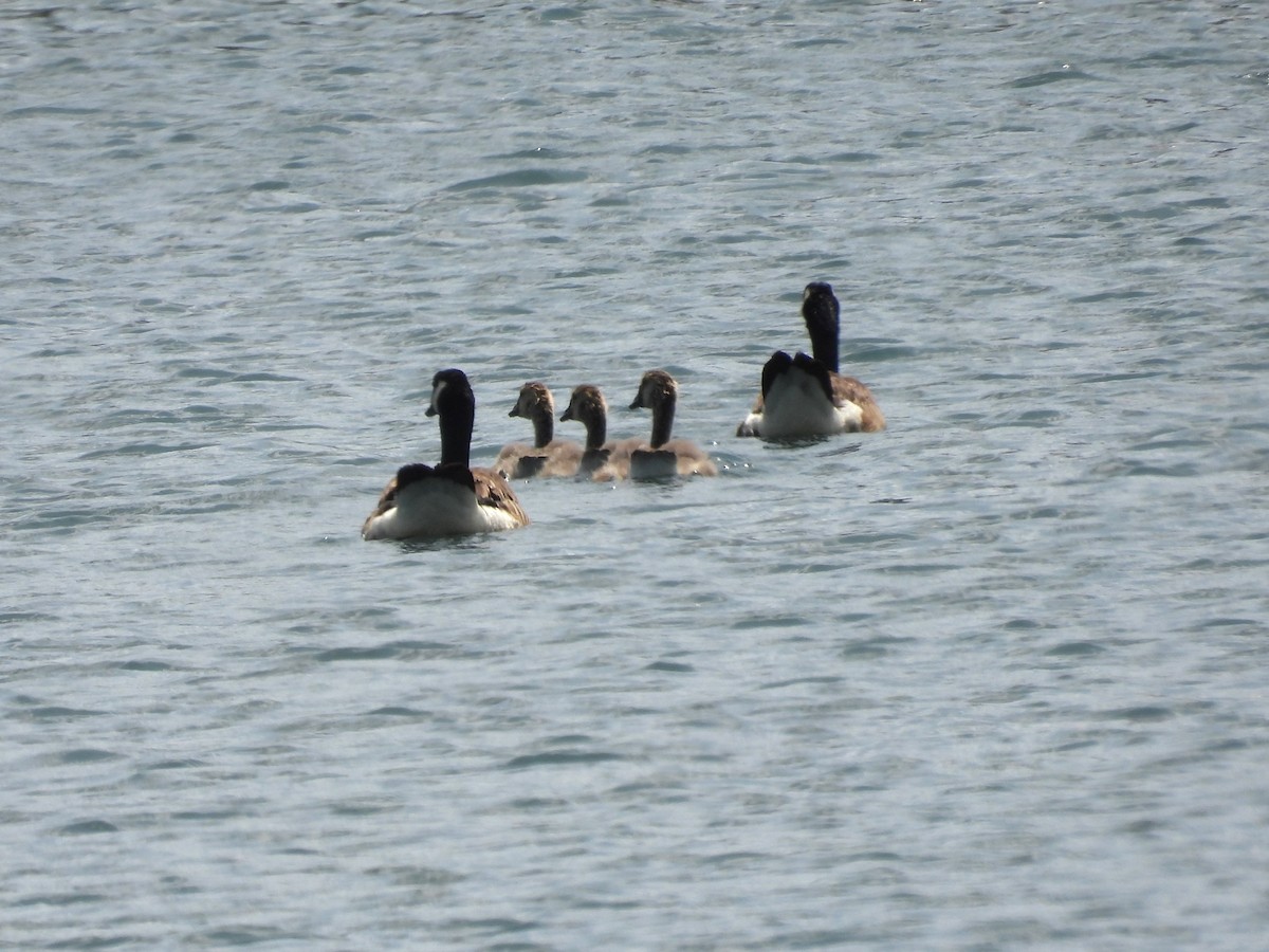 Canada Goose - Susan Gowen