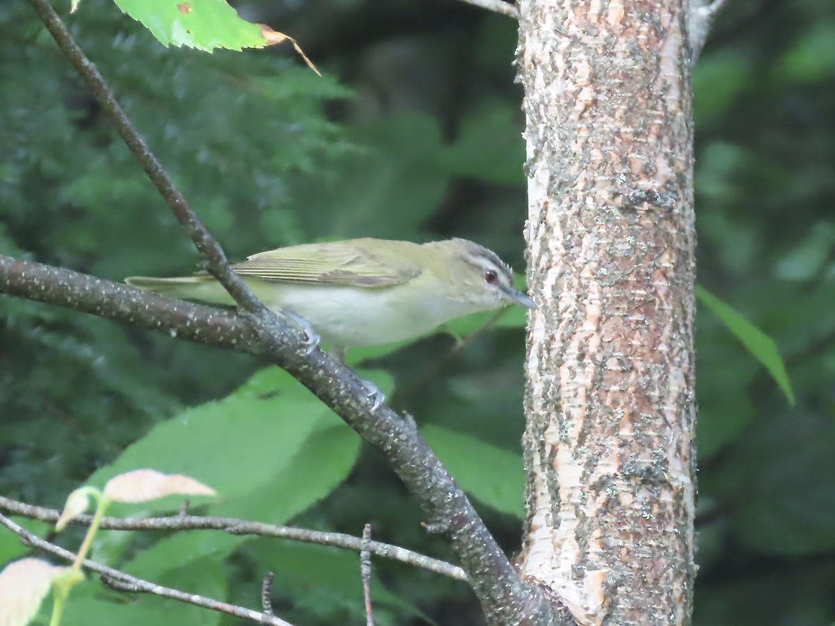 Kızıl Gözlü Vireo - ML621885364