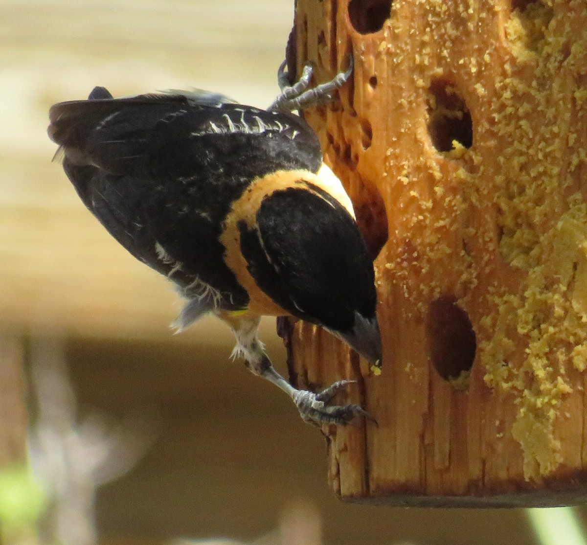 Black-headed Grosbeak - ML621885366