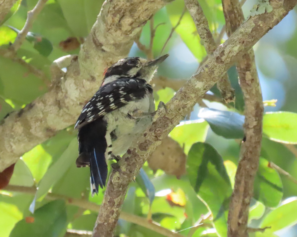 Downy Woodpecker - ML621885368