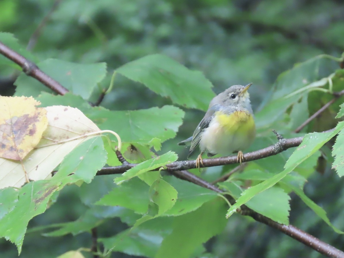 Northern Parula - ML621885372