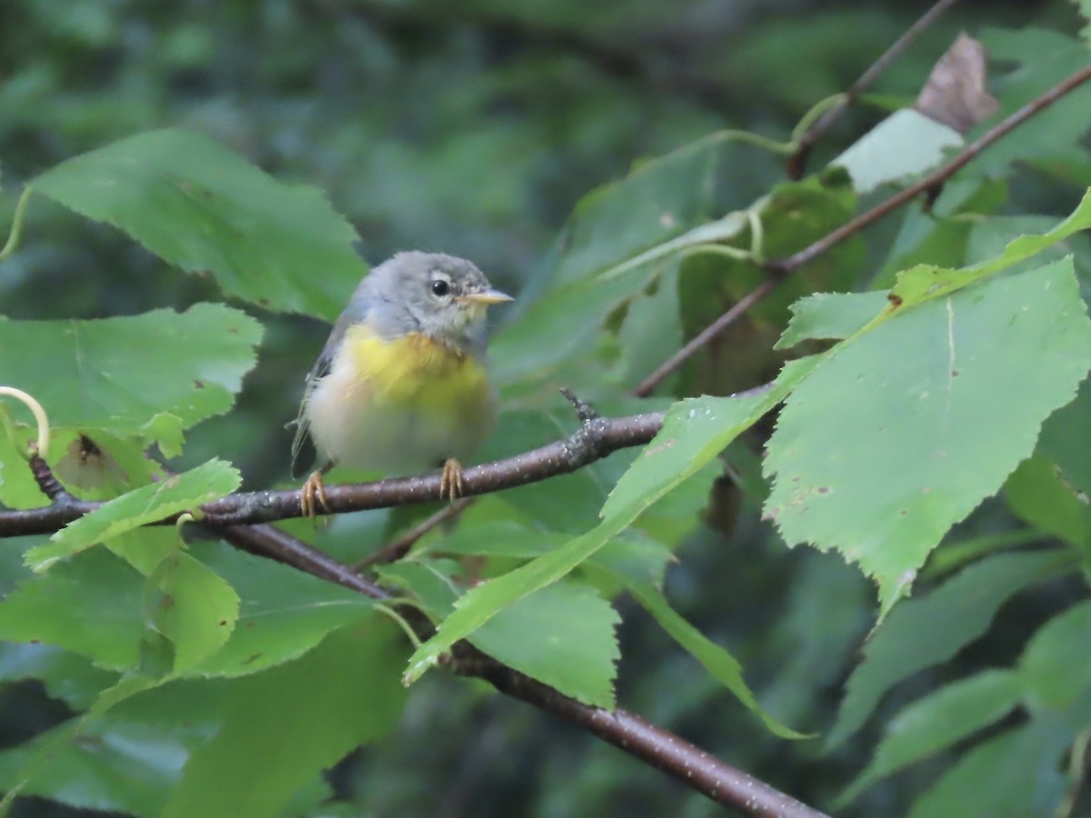 Northern Parula - ML621885373