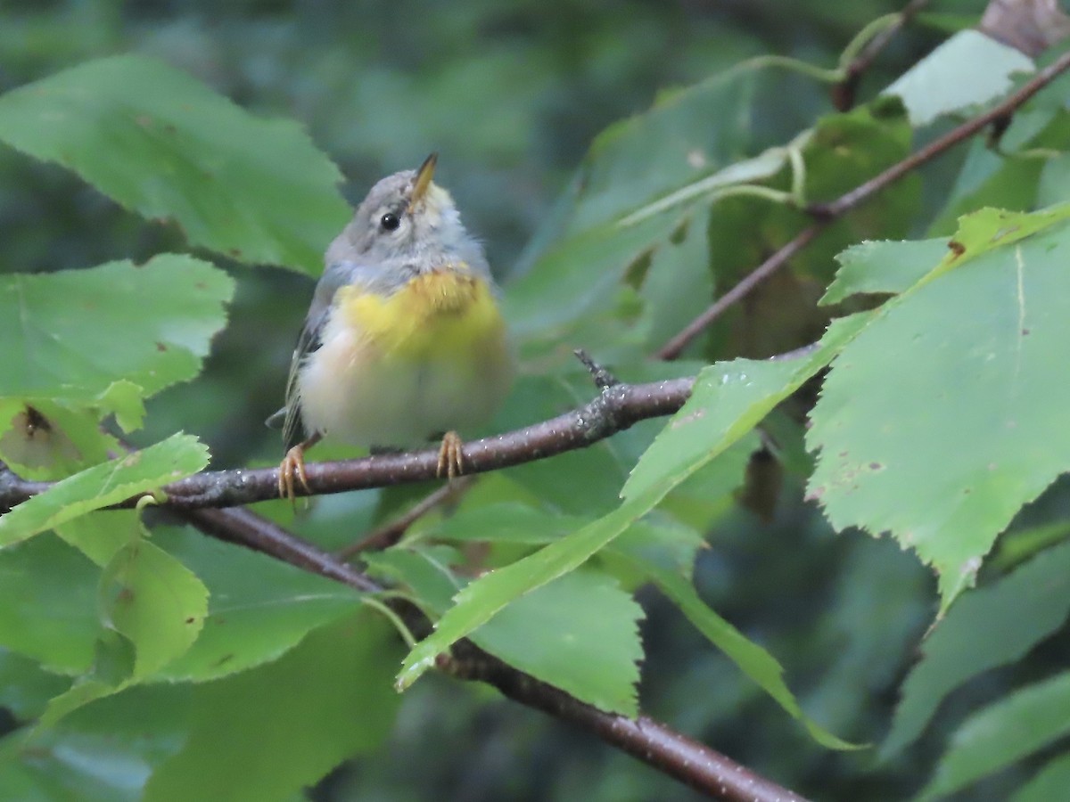 Northern Parula - ML621885374