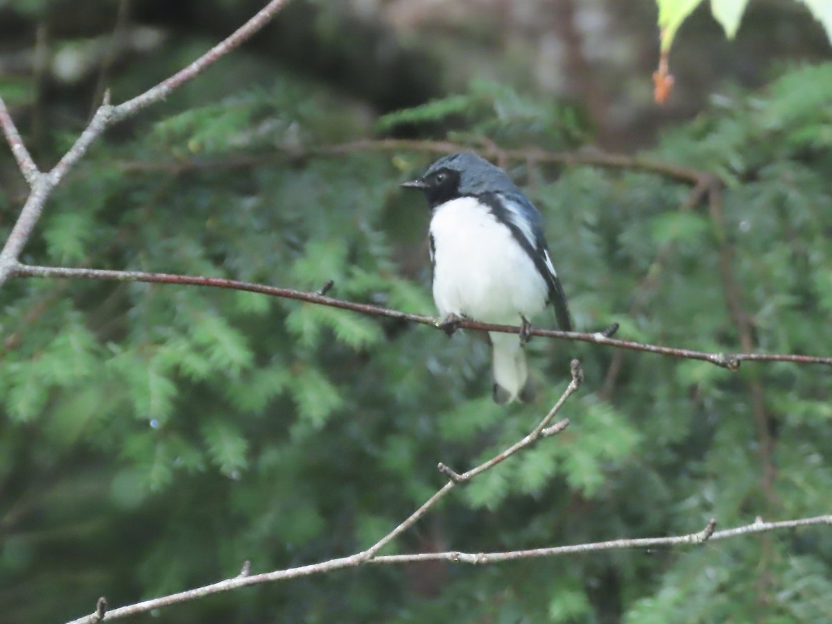 Black-throated Blue Warbler - ML621885377