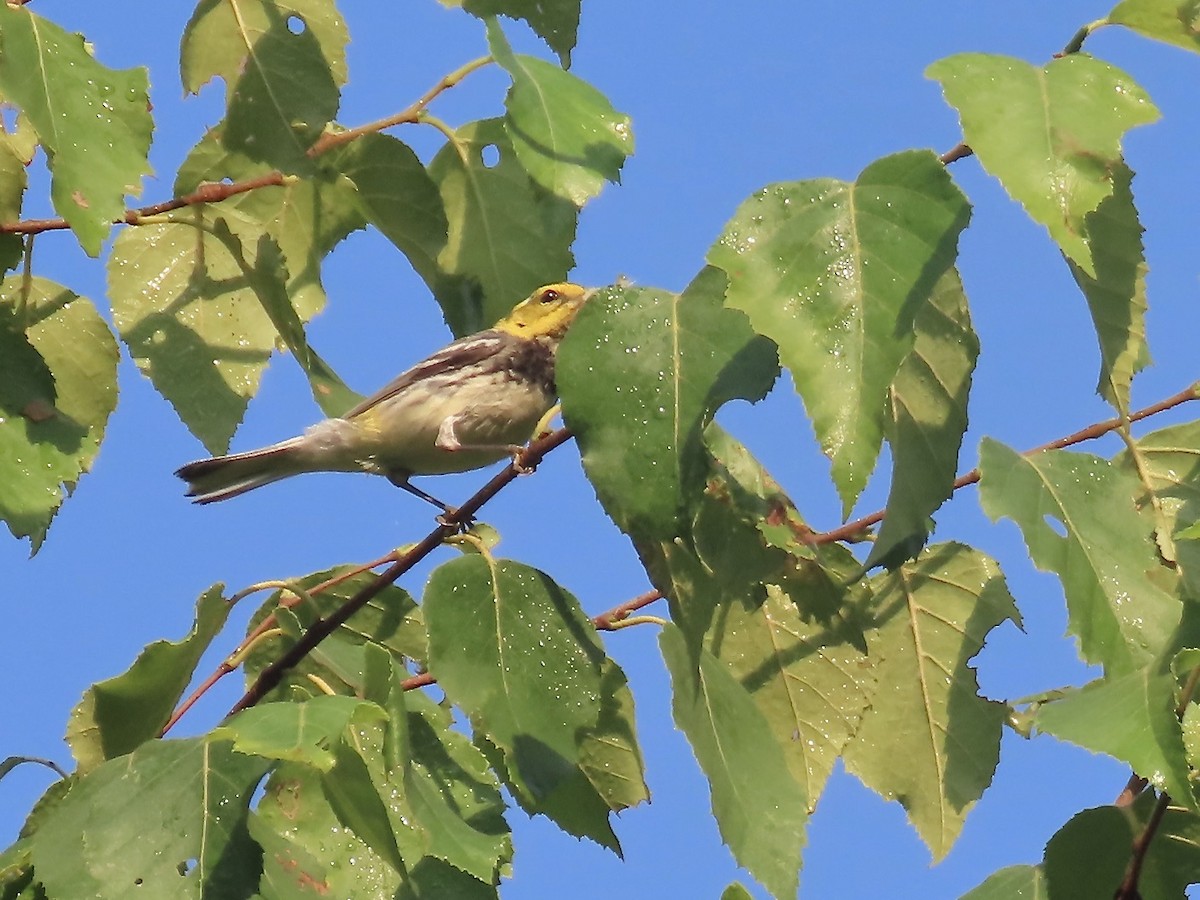 Black-throated Green Warbler - ML621885378