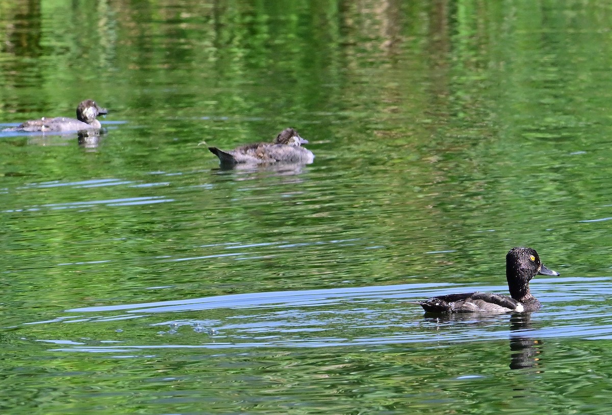 Ring-necked Duck - ML621885379