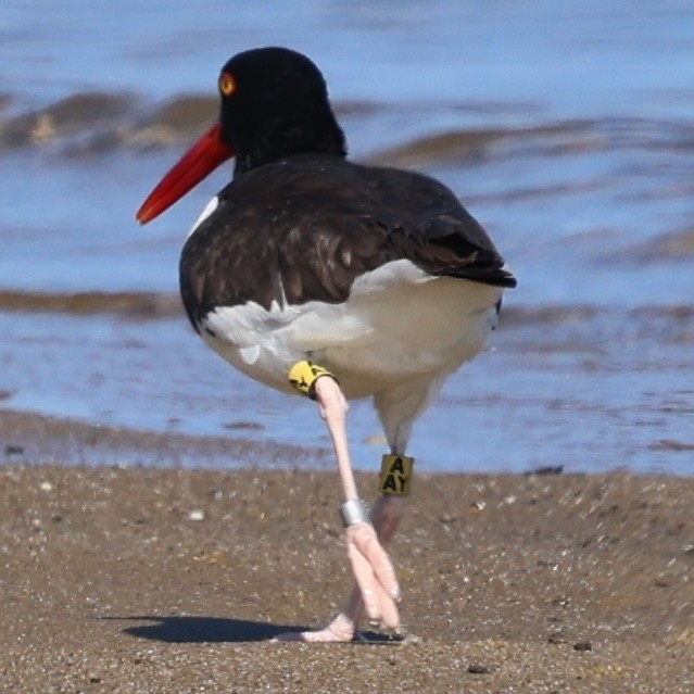 American Oystercatcher - burton balkind