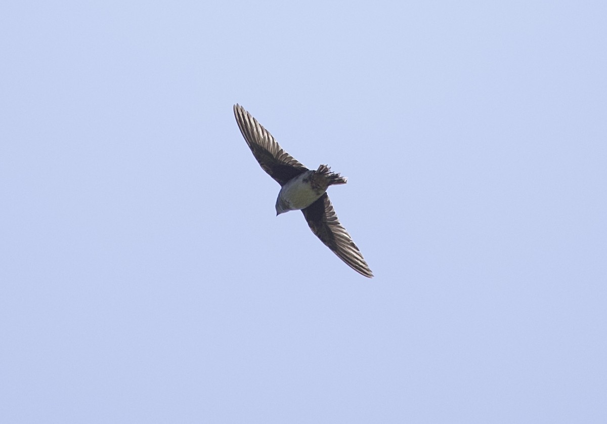 Purple Martin - ML621885384