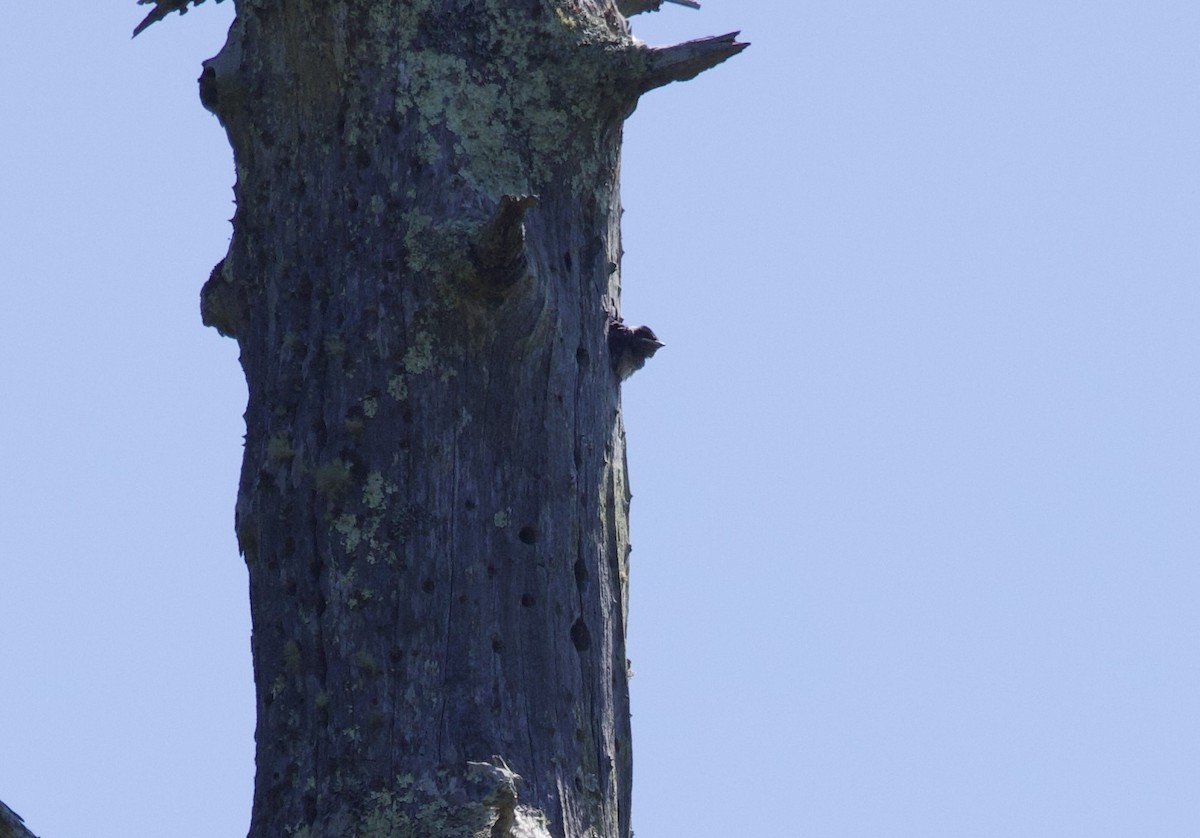 Purple Martin - ML621885385