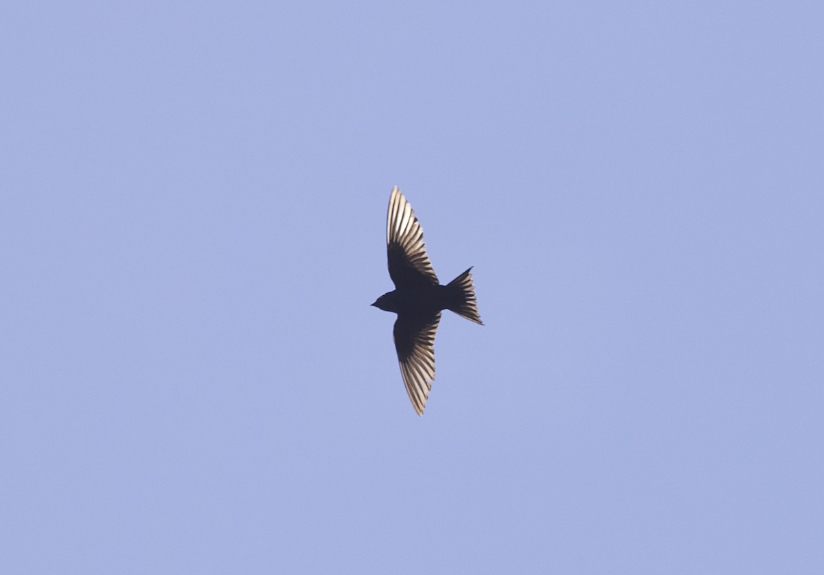 Purple Martin - ML621885387