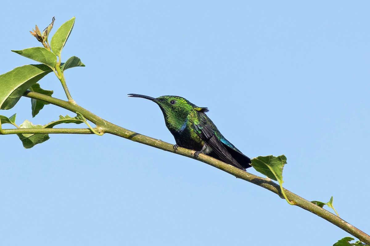 Green-throated Carib - ML621885394