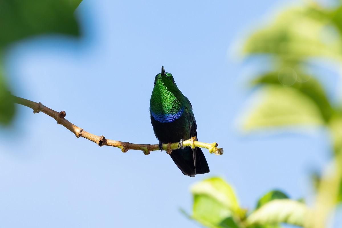 Green-throated Carib - ML621885395