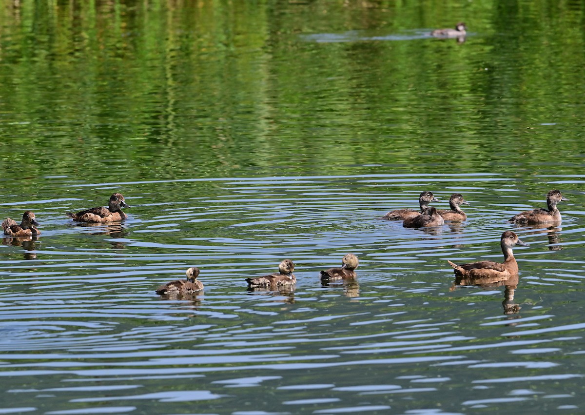 Ring-necked Duck - ML621885396