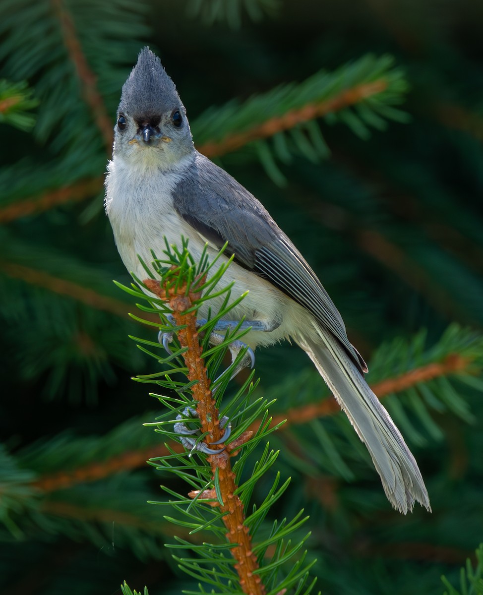 Tufted Titmouse - ML621885397