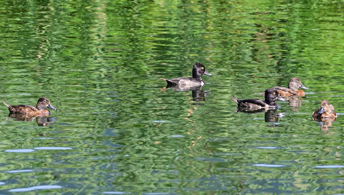 Ring-necked Duck - ML621885400