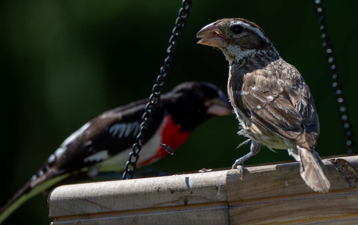 Rose-breasted Grosbeak - ML621885404