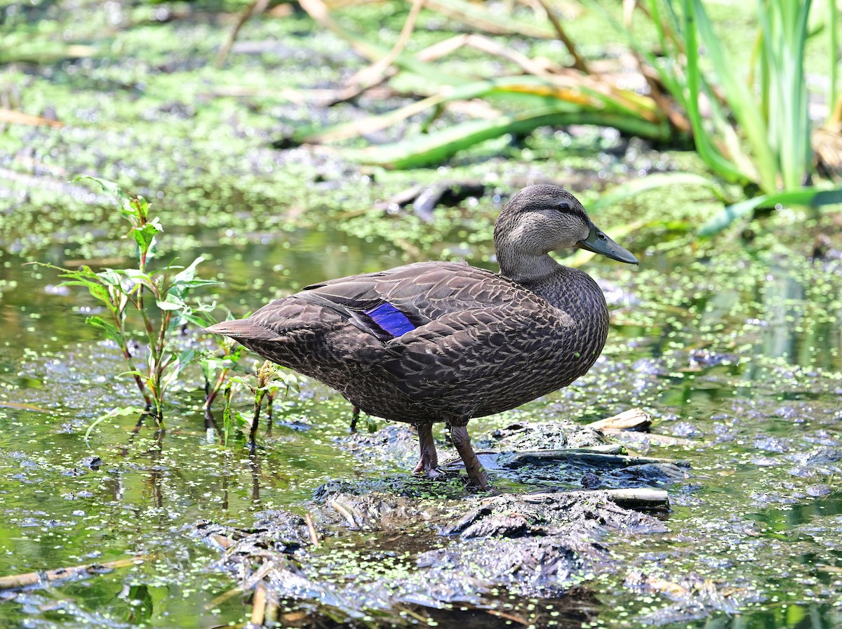 American Black Duck - ML621885406