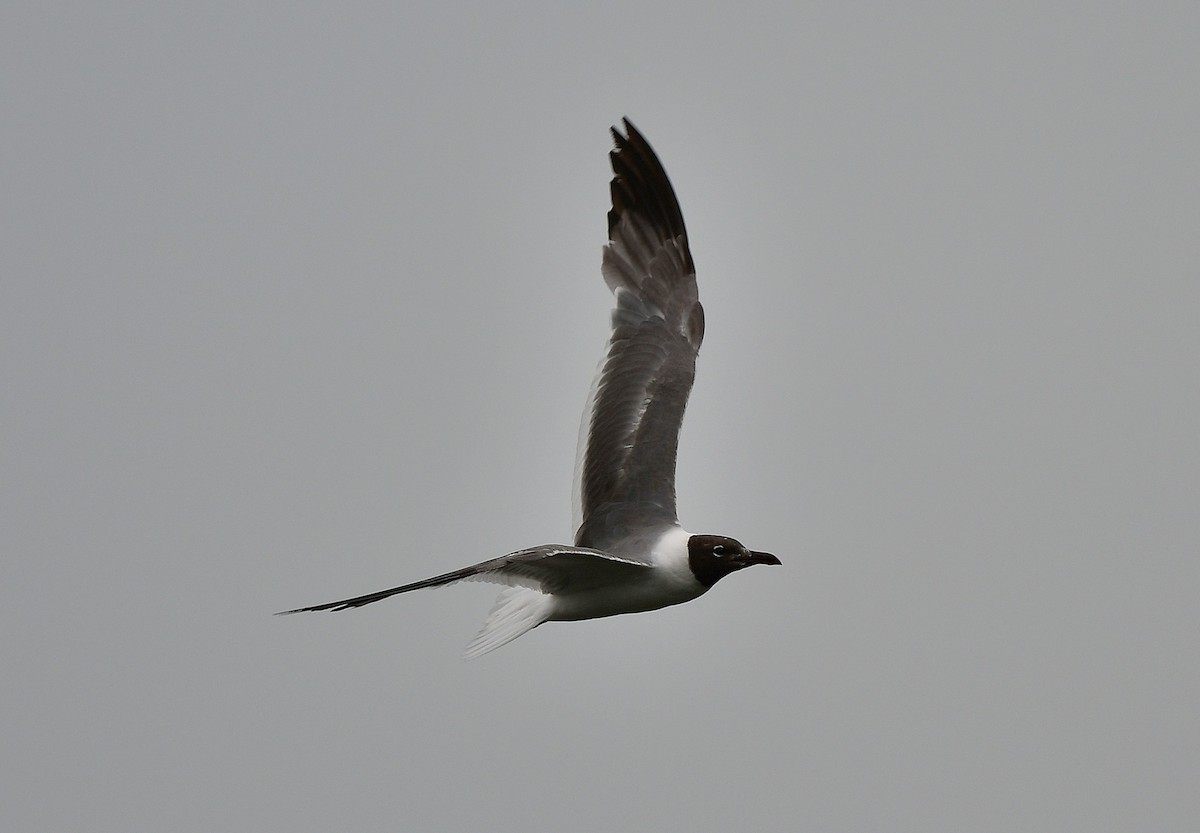 Laughing Gull - ML621885407