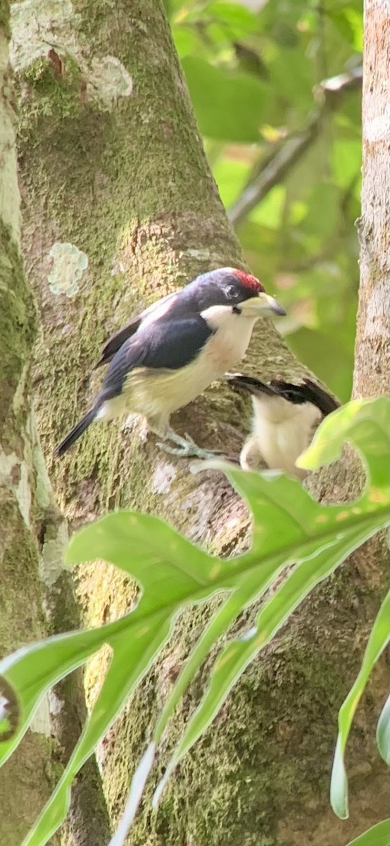 White-mantled Barbet - ML621885412