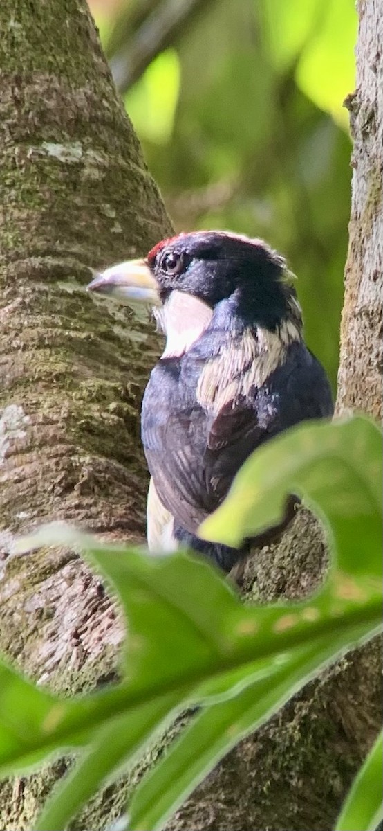 White-mantled Barbet - ML621885413