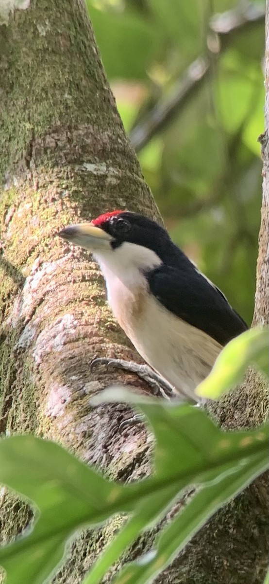 White-mantled Barbet - ML621885414