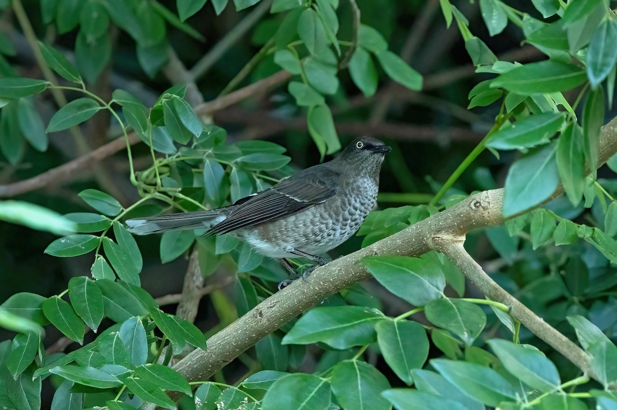 Scaly-breasted Thrasher - ML621885415