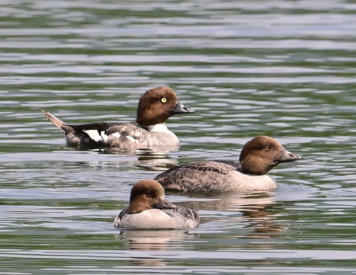 Common Goldeneye - ML621885416