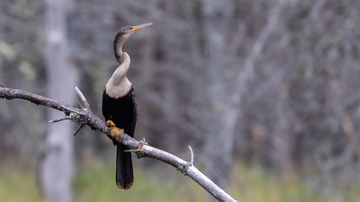 Anhinga - ML621885418