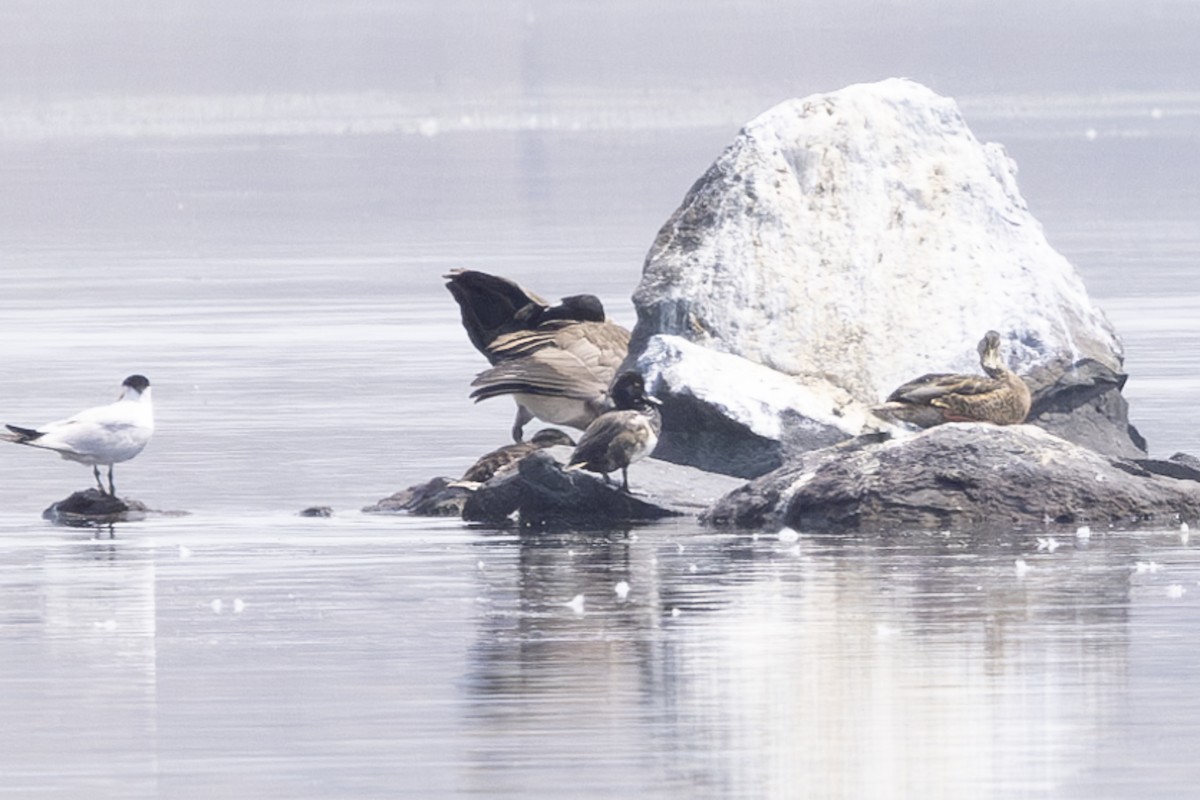 Lesser Scaup - ML621885421