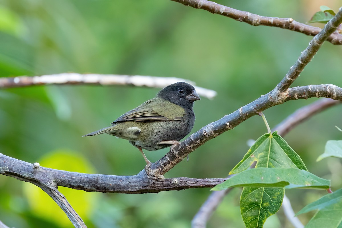 Black-faced Grassquit - Thibaud Aronson