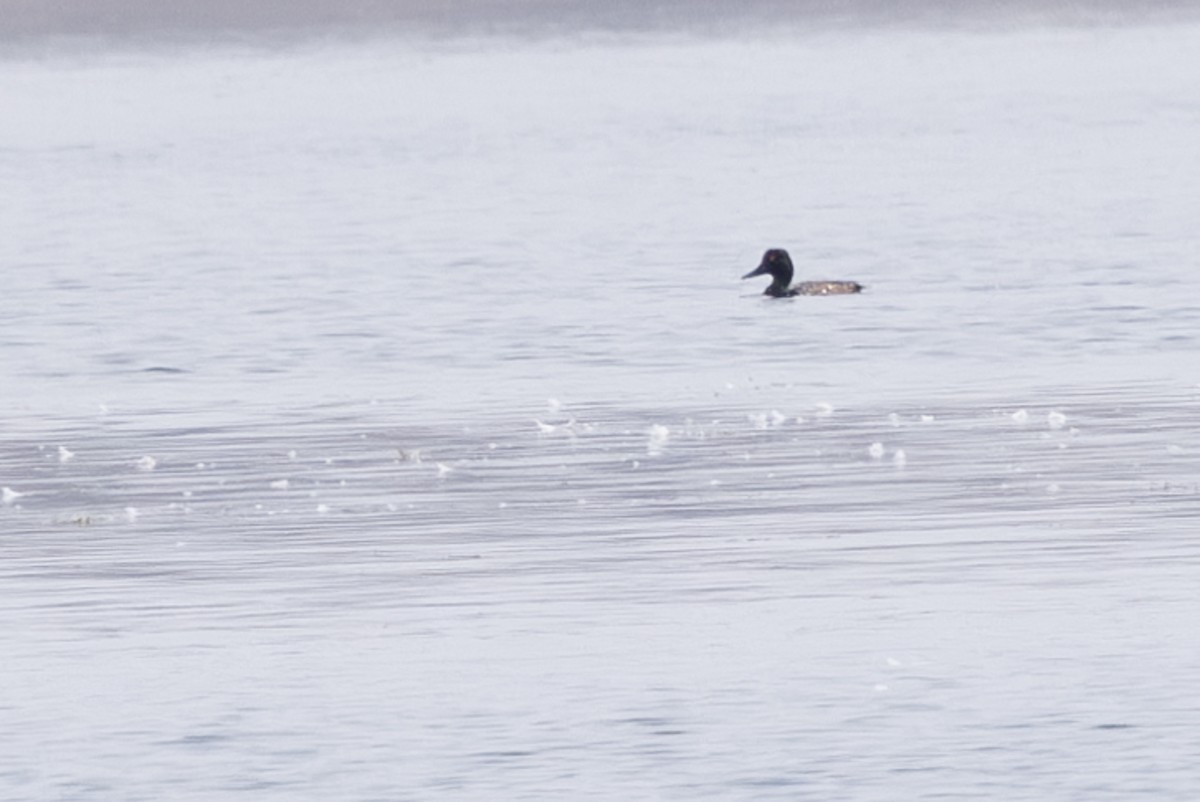 Lesser Scaup - ML621885423