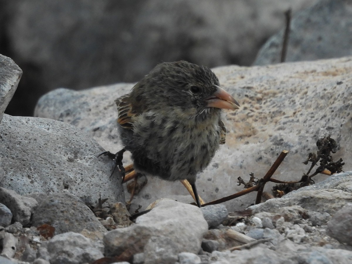 Common Cactus-Finch - ML621885425