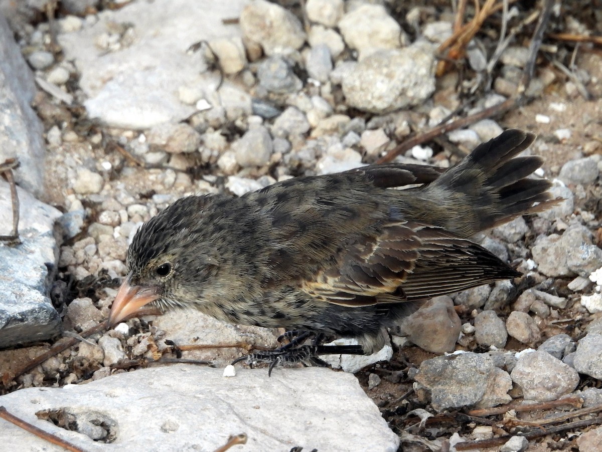 Common Cactus-Finch - ML621885427