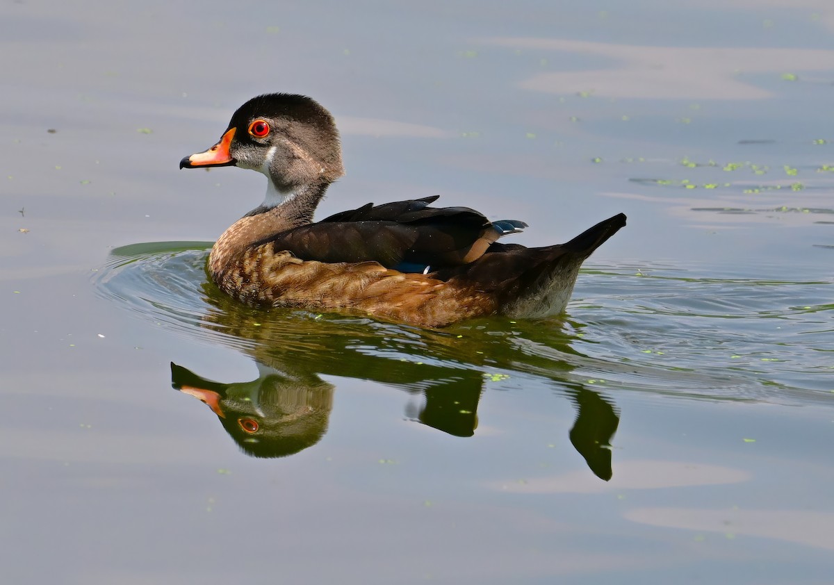 Wood Duck - Alan Sankey  COHL