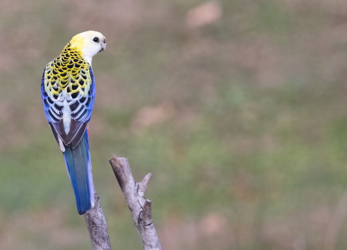 Pale-headed Rosella - ML621885429