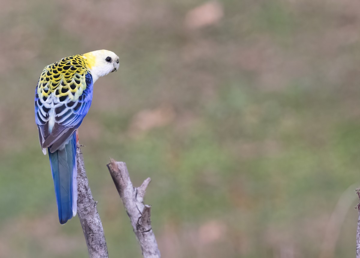 Pale-headed Rosella - ML621885430