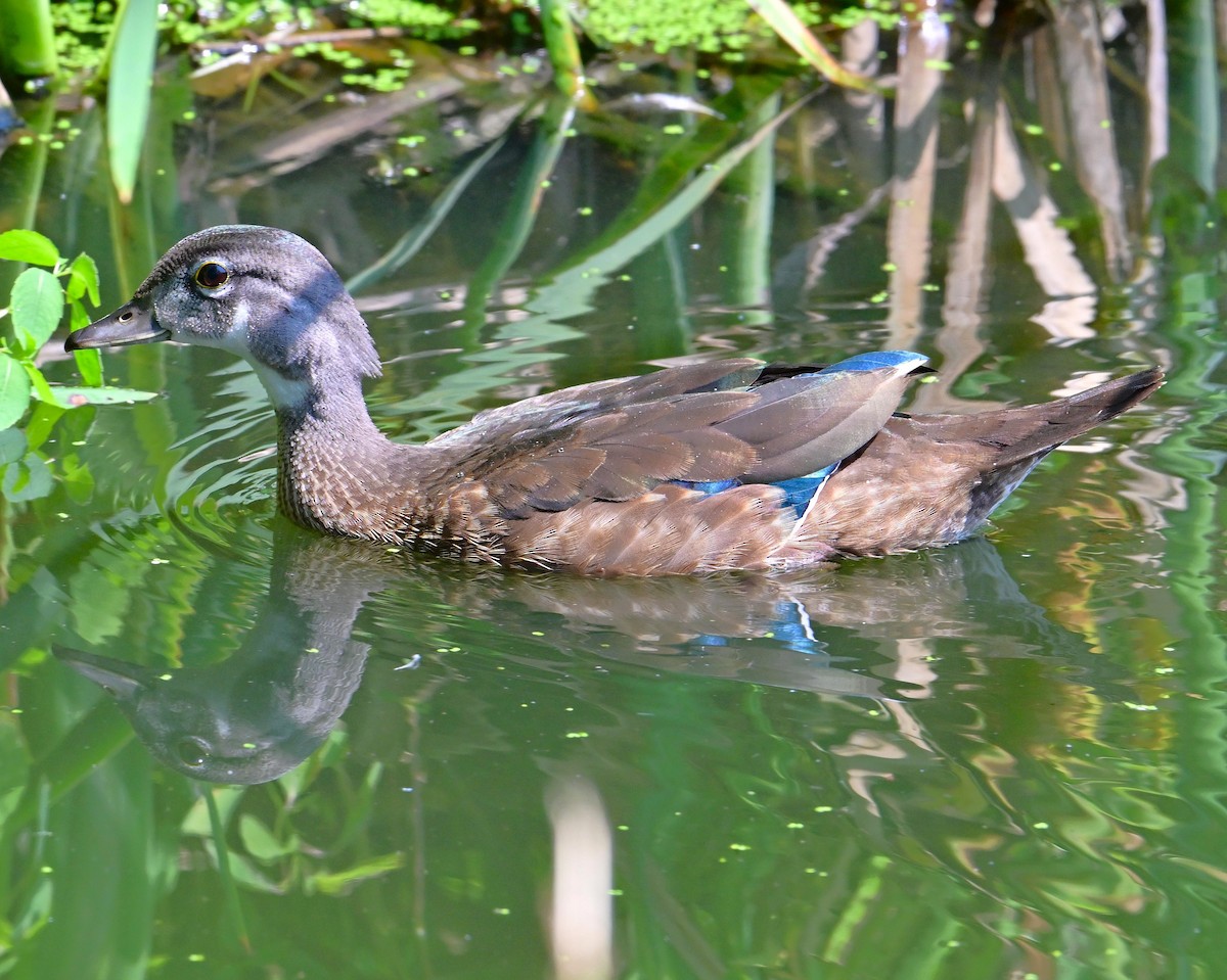 Wood Duck - ML621885431