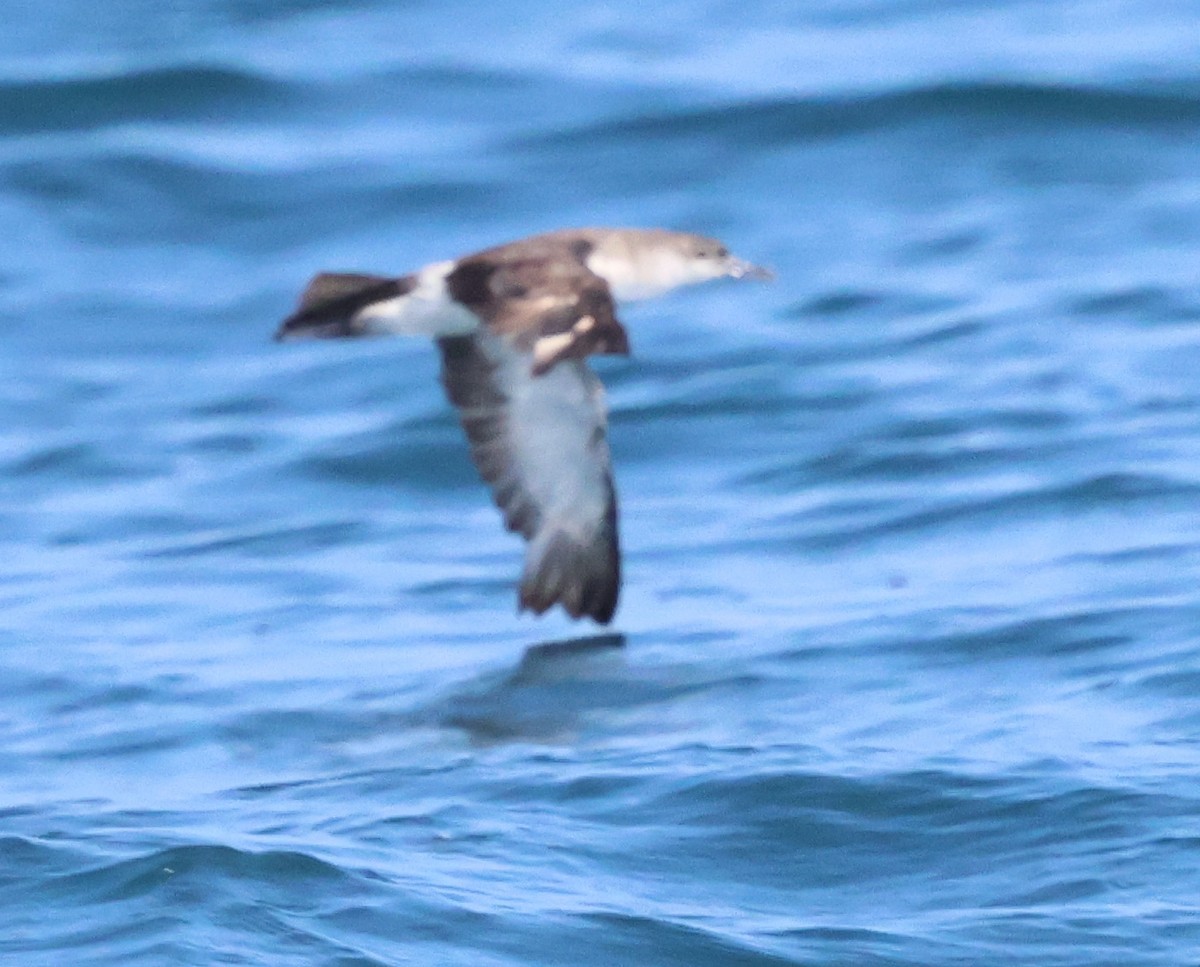 Black-vented Shearwater - ML621885432