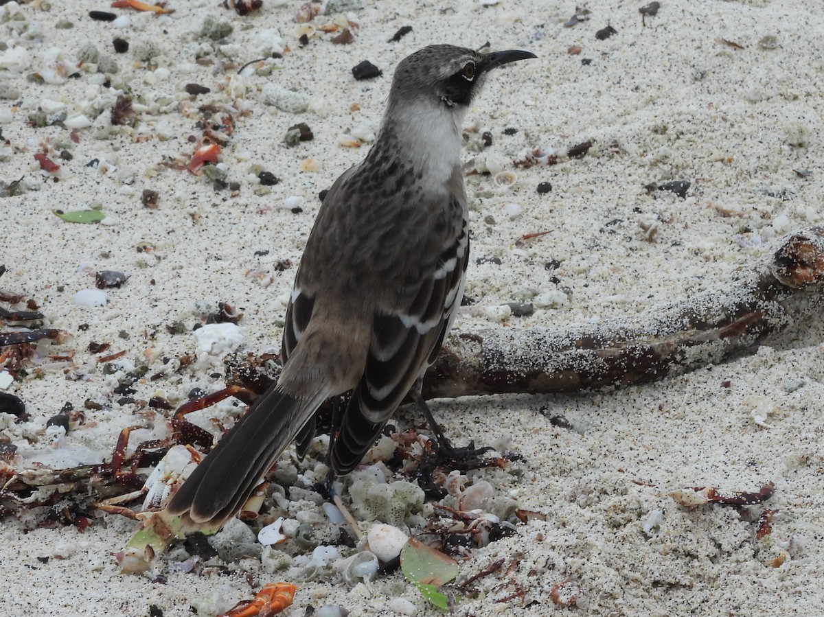 Galapagos Mockingbird - ML621885436