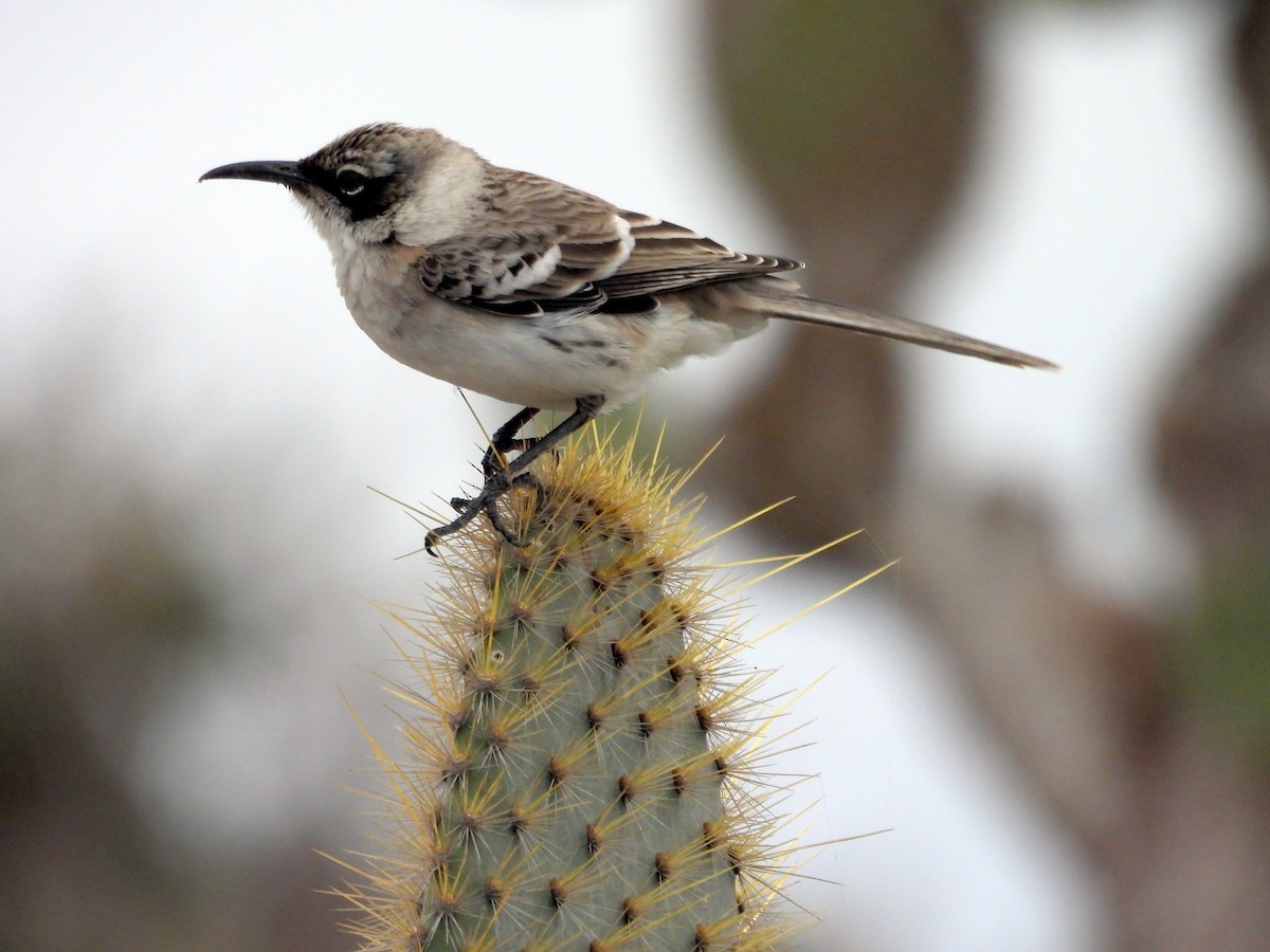 Galapagos Mockingbird - Kevin Seymour