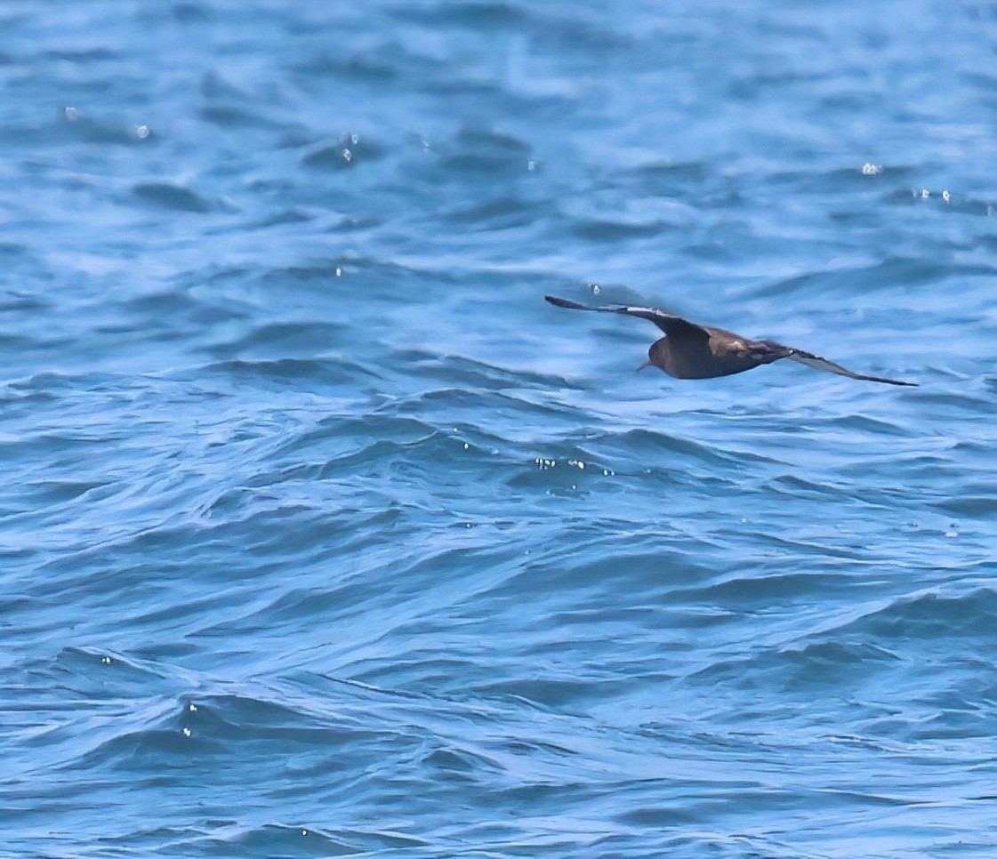 Sooty Shearwater - ML621885440